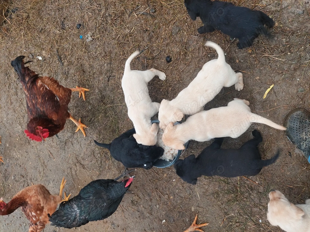 Catei Labrador vaccinați 2 luni