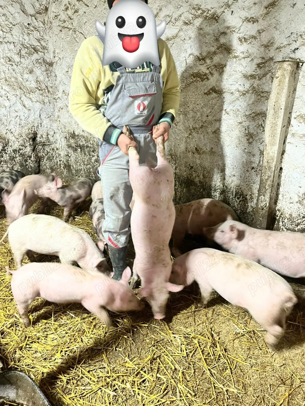 Purcei de vânzare!!!