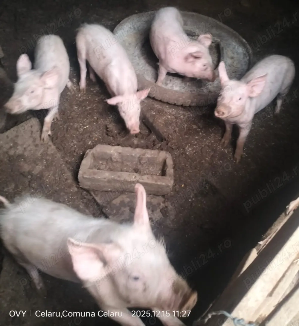 Vând purcei preț negociabil