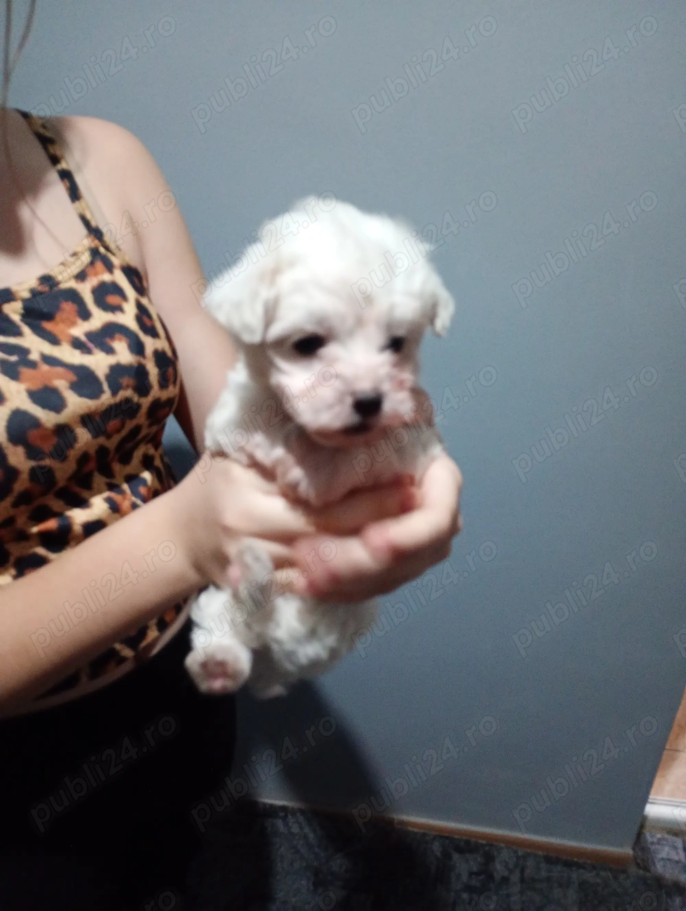 Bichoni maltezi talie mică 