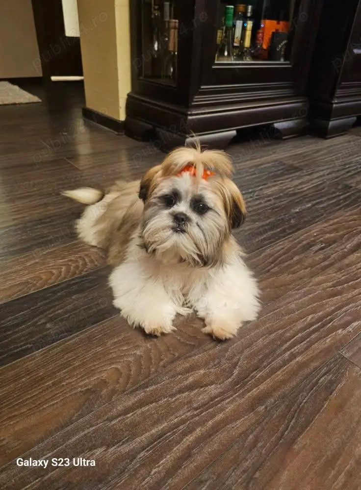 Vând catelusa shitzu