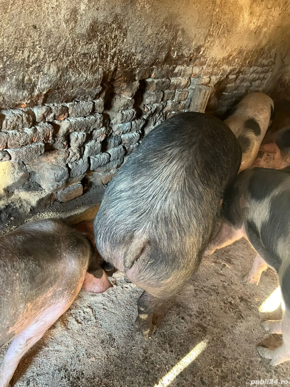 femela duroc 160-180kg