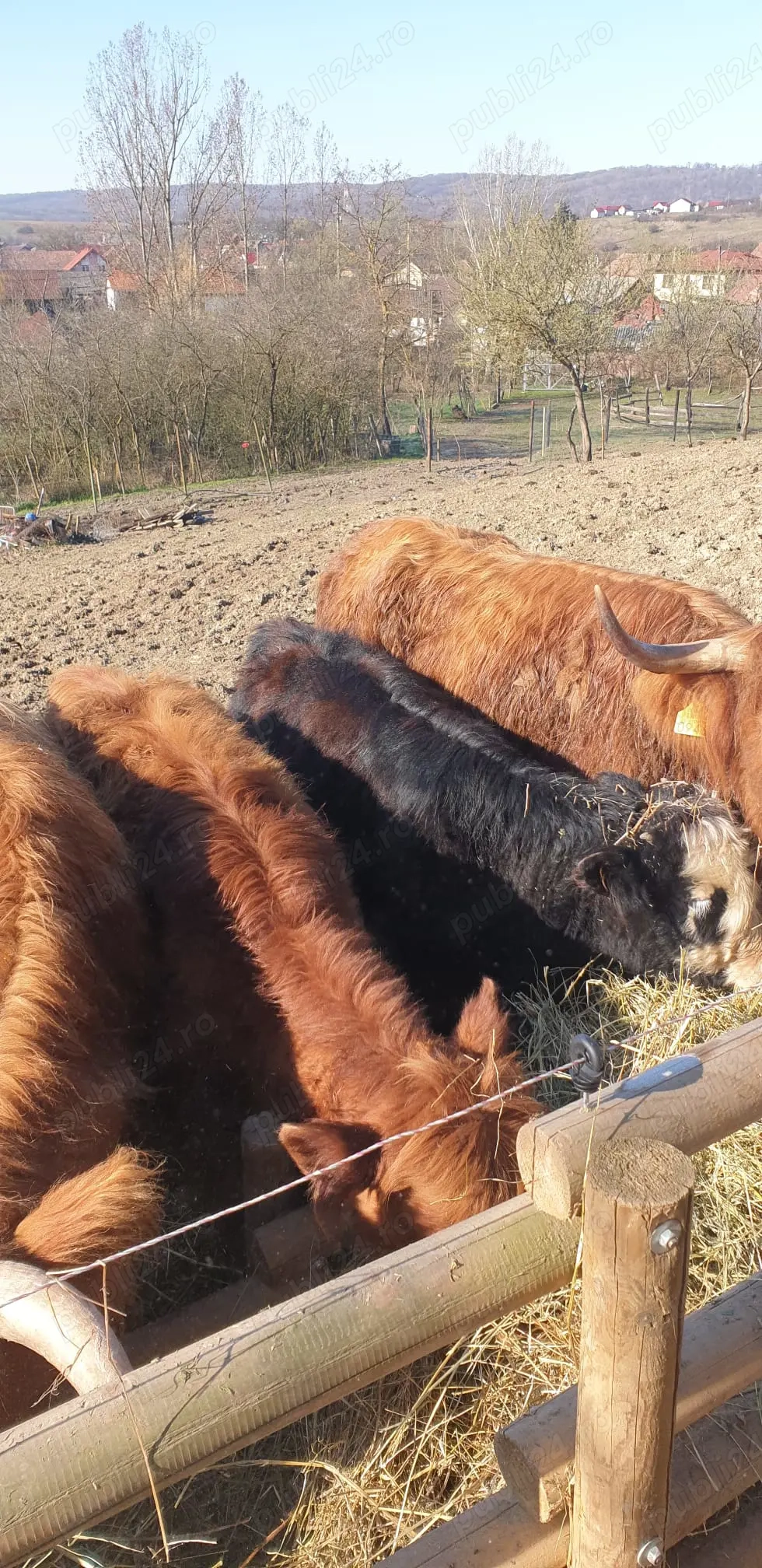 Vand trei vacute scotiene