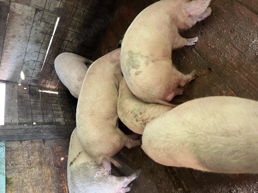 Vând purcei  au în jur de 25 sau 30 kg 