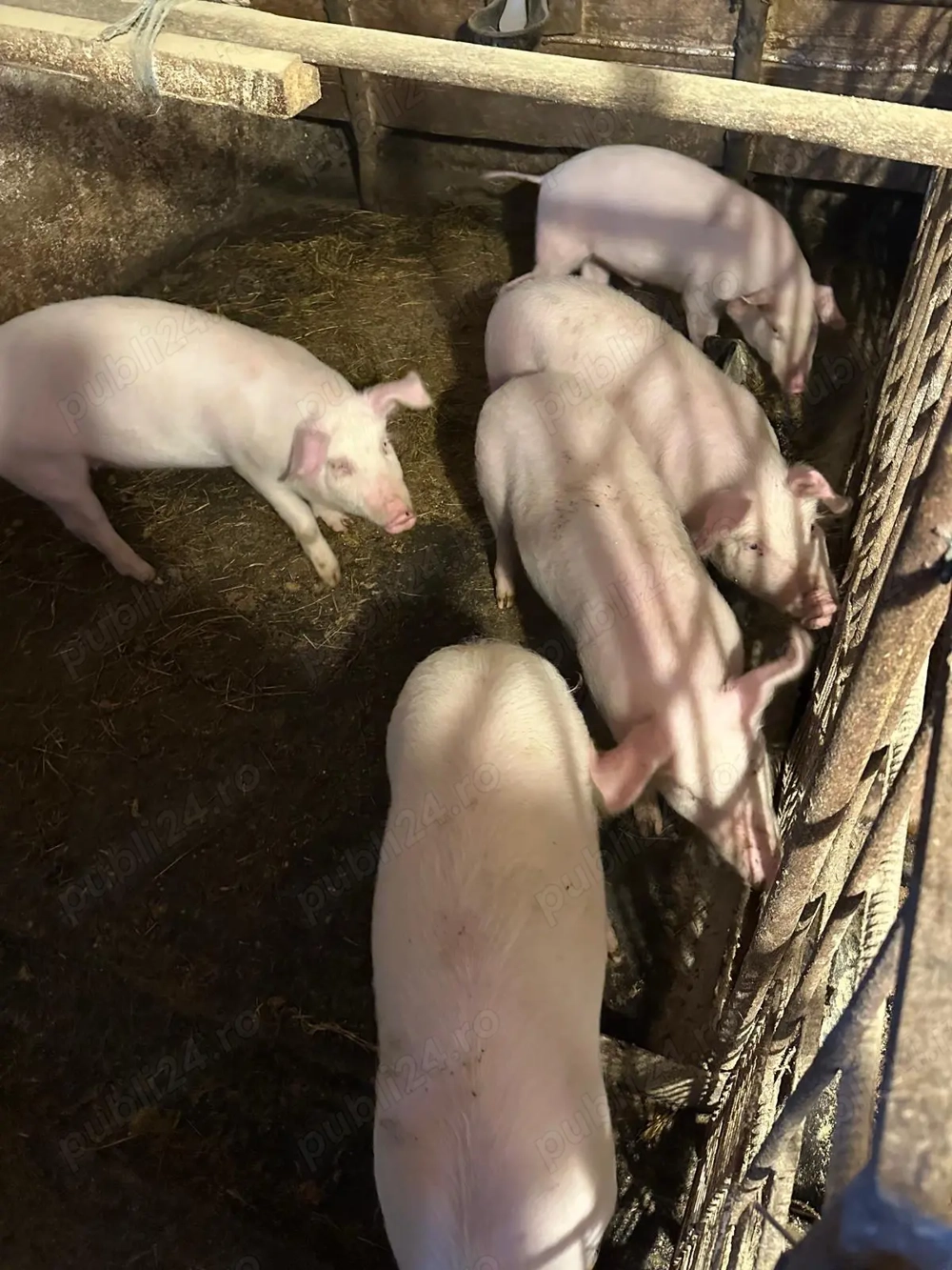  Vând purcei Marele Alb