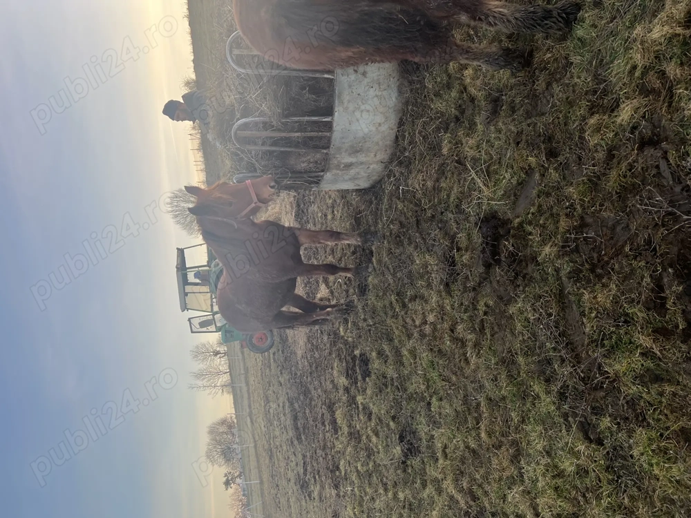 Vând o iapă cu mânz și o mânză 