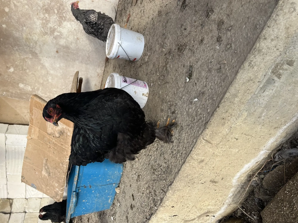 Vând o familie de brahma pe negru 4 găini și un cocos 