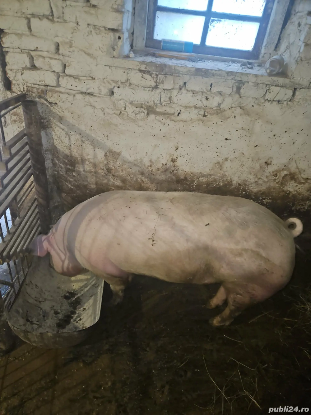 vând porc pentru crăciun