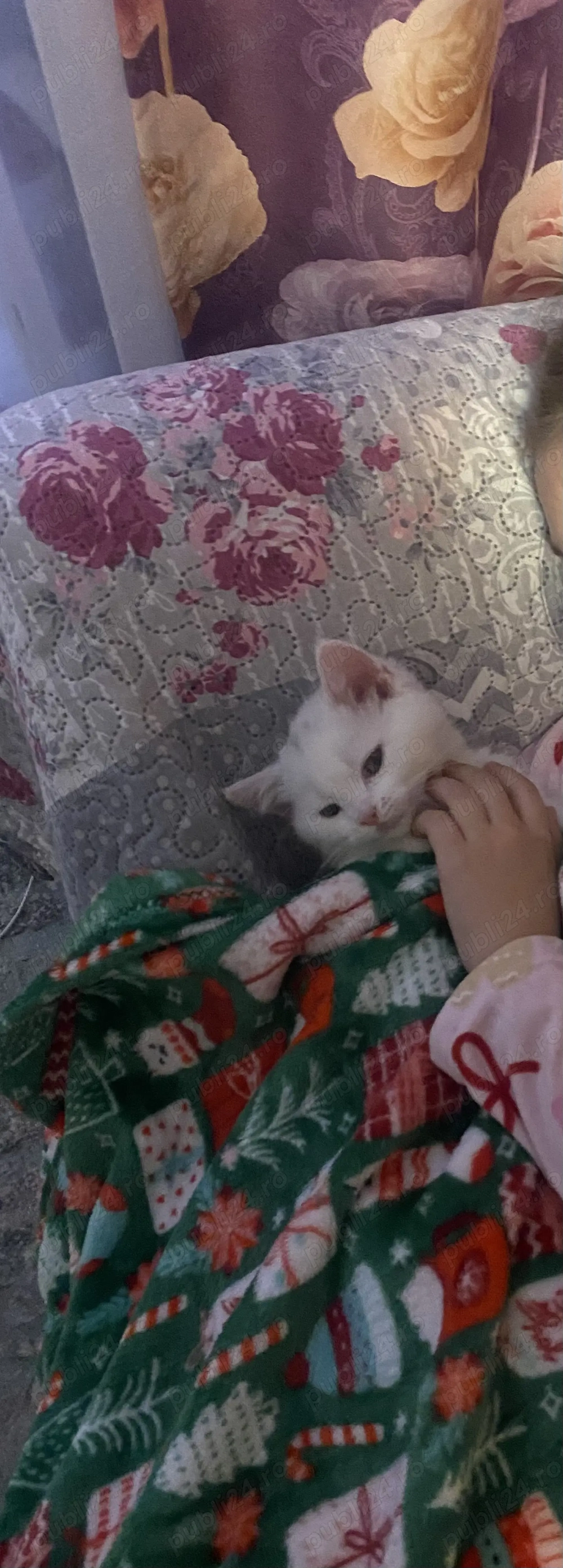 vand pui din mama british, tata scotish 