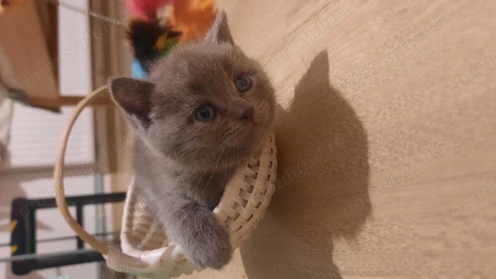 Pui British Shorthair 