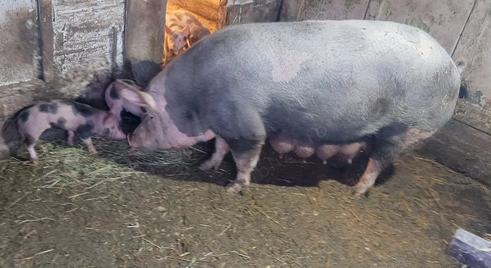 Scroafa pietrain cu 9 purcei