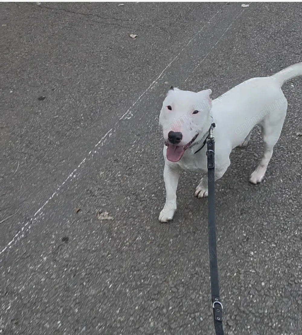 Adopție urgentă   cățel tânăr, iubitor, caută cămin stabil