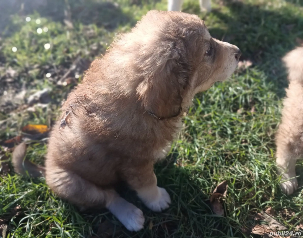 Cel mai frumos cadou de Crăciun!