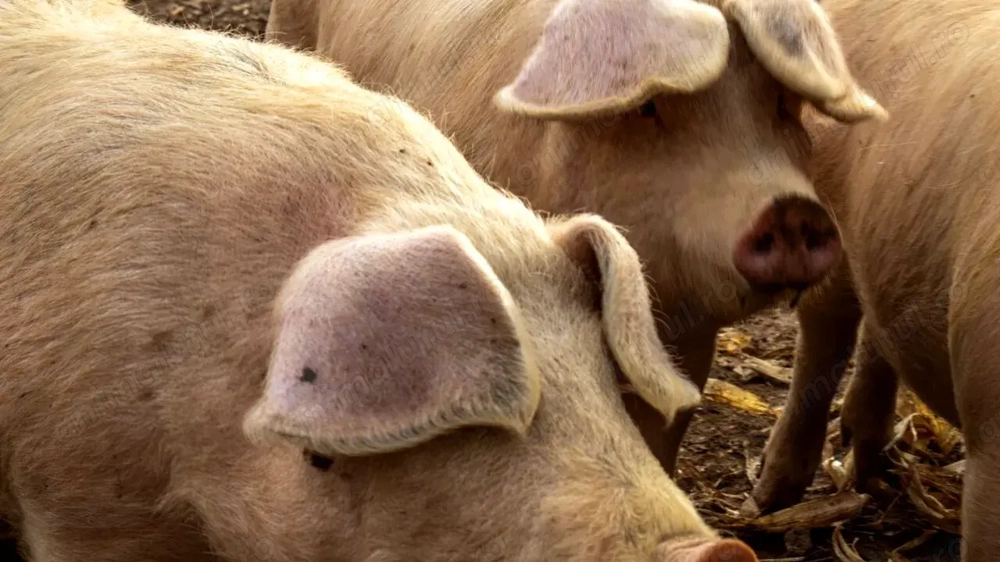 Vând porci de diverse mărimi