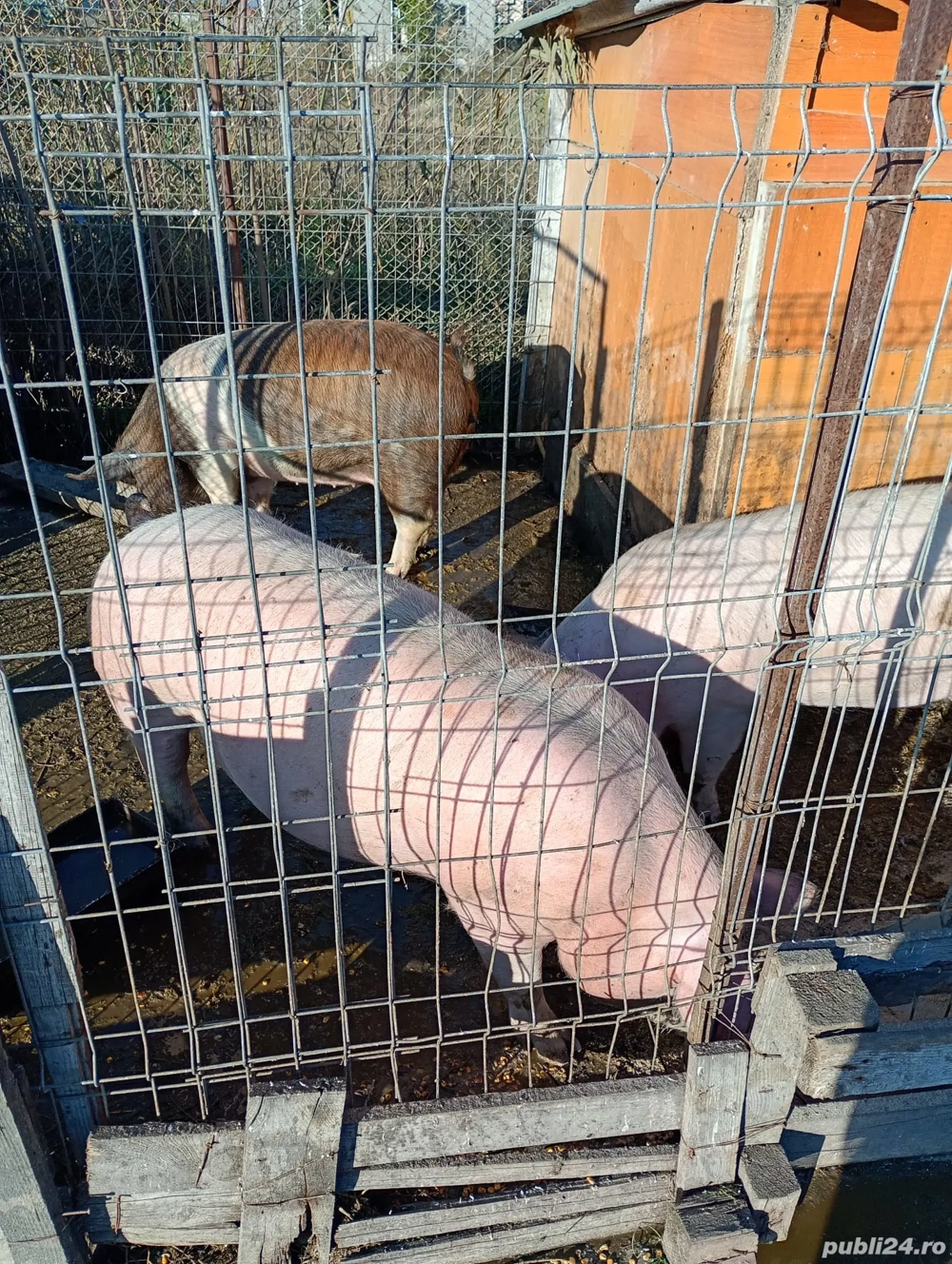 porci de carne de vînzare 