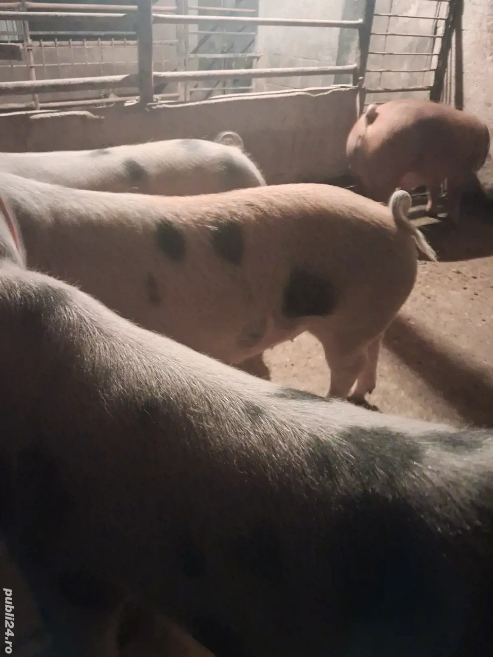 de vânzare 5 masculi 70..110 kg rasă duroc și petrean ofer transport 