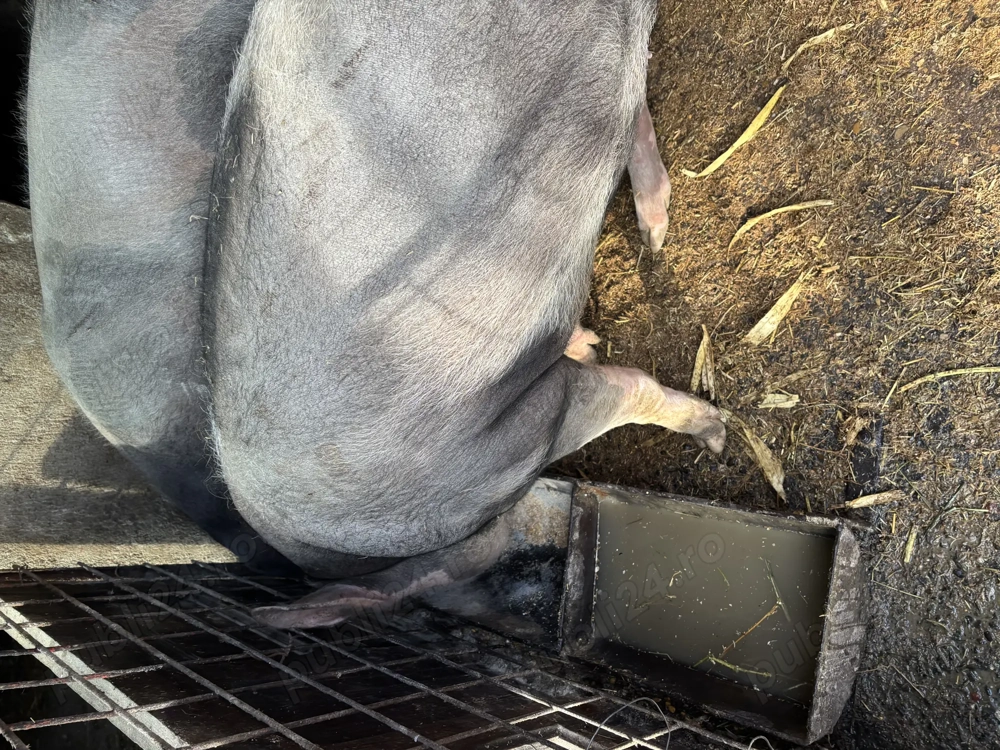 Porc de carne pentru Crăciun 