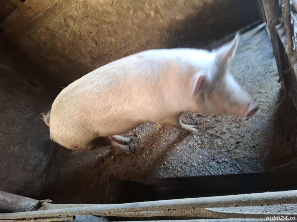 doua purcele si porc pentru craciun 16 lei kg