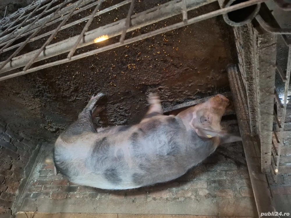 doua purcele si porc pentru craciun 12 lei kg