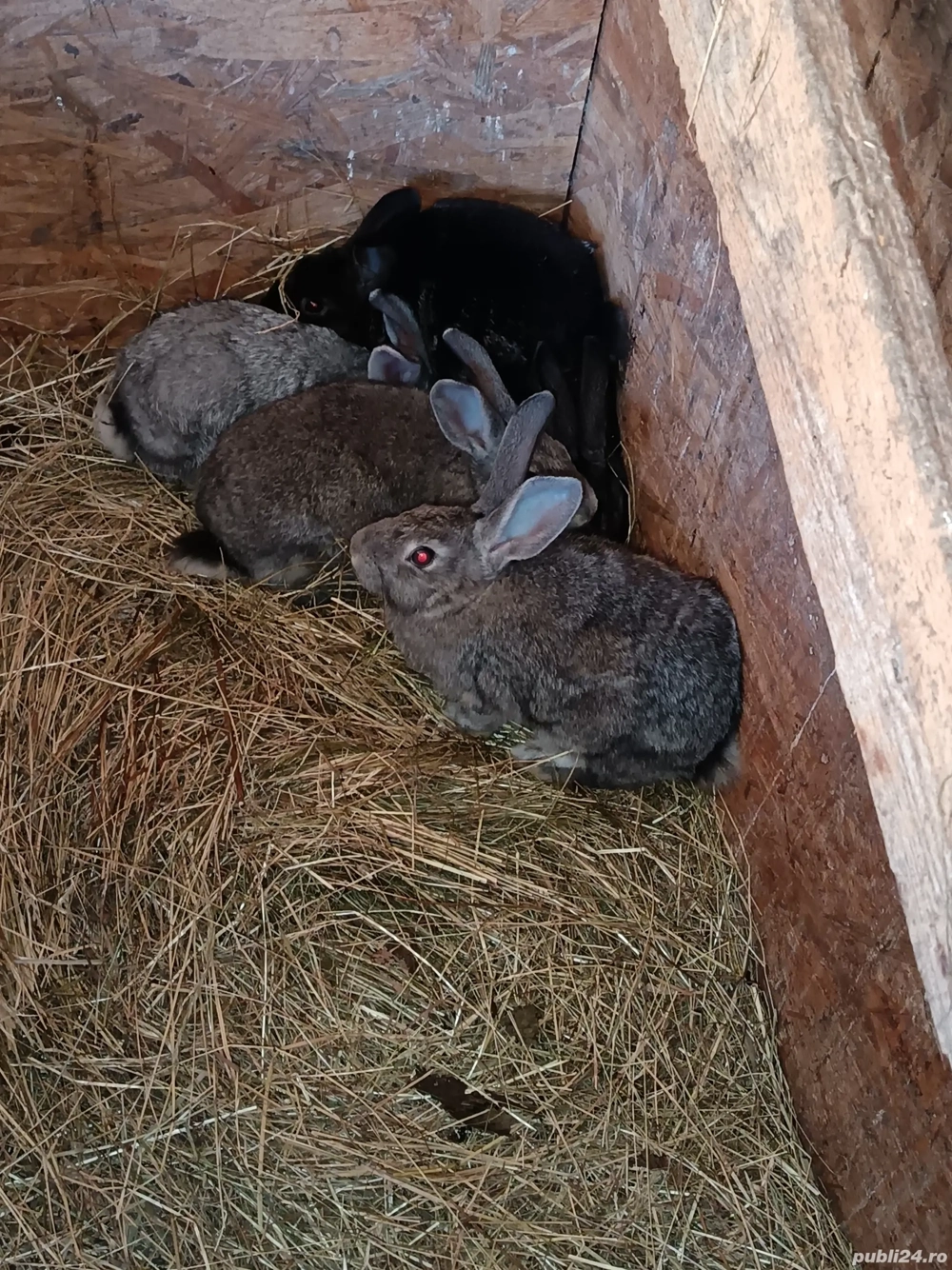 vand iepuri 40 lei bucata 