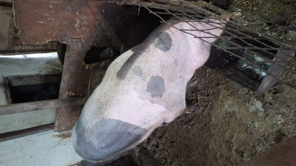 Porc de curte , rasa de carne , 14 lei kg in viu 