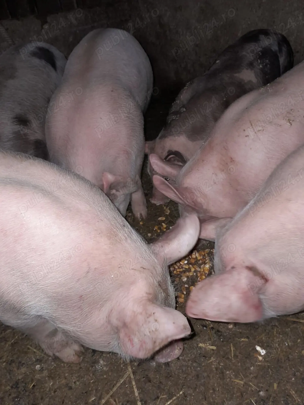 Purcei foarte frumosi