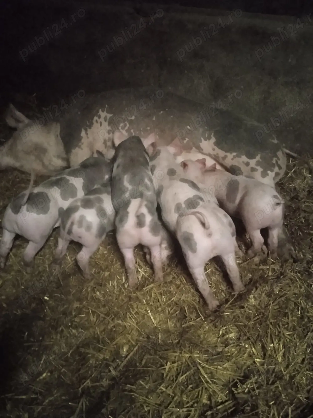 Purcei de vânzare.       !!!!