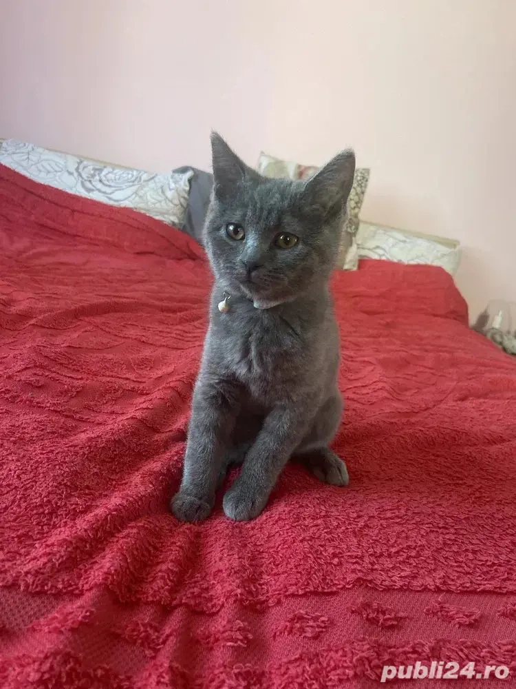 Albastru rusia,rasa hipoalergenica!