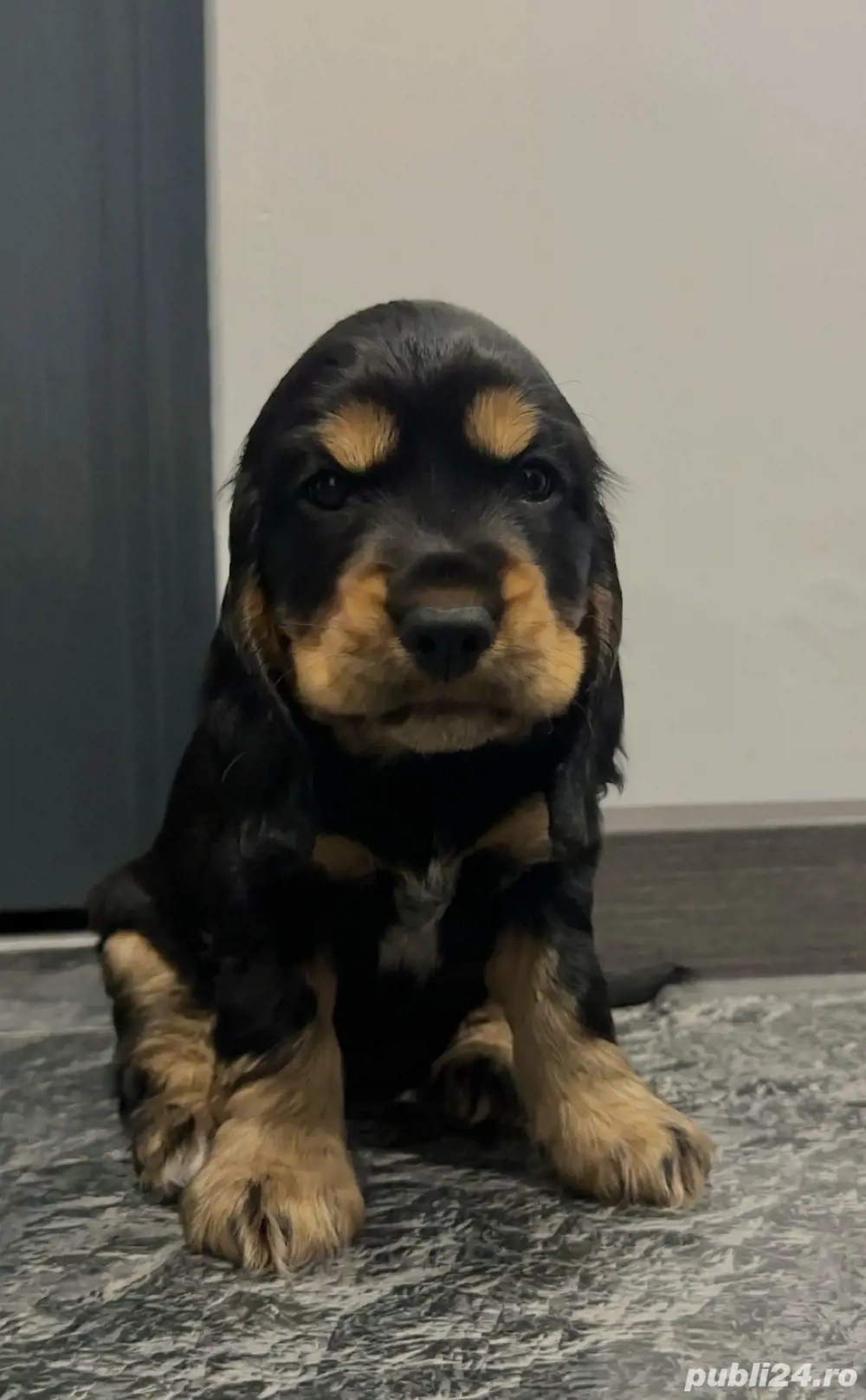 Cocker Spaniel vaccinati, deparazitati, carnet de sanatate 