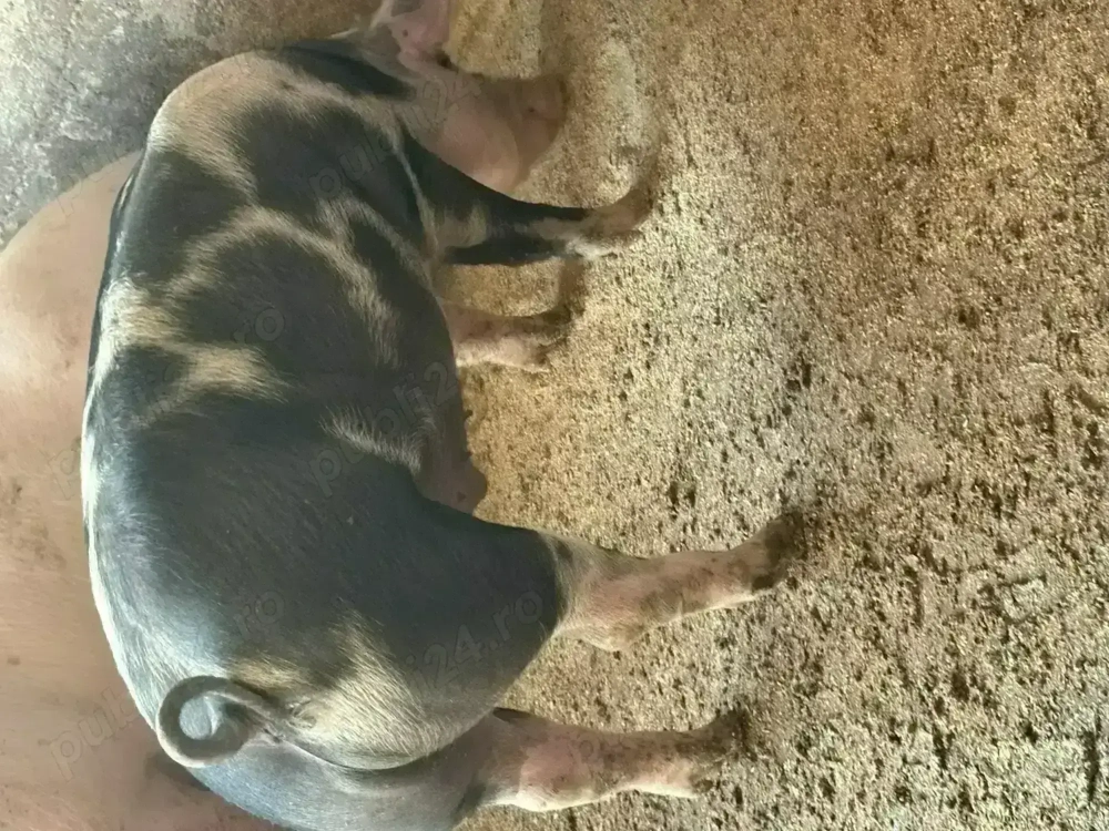 Porci,rasă de carne