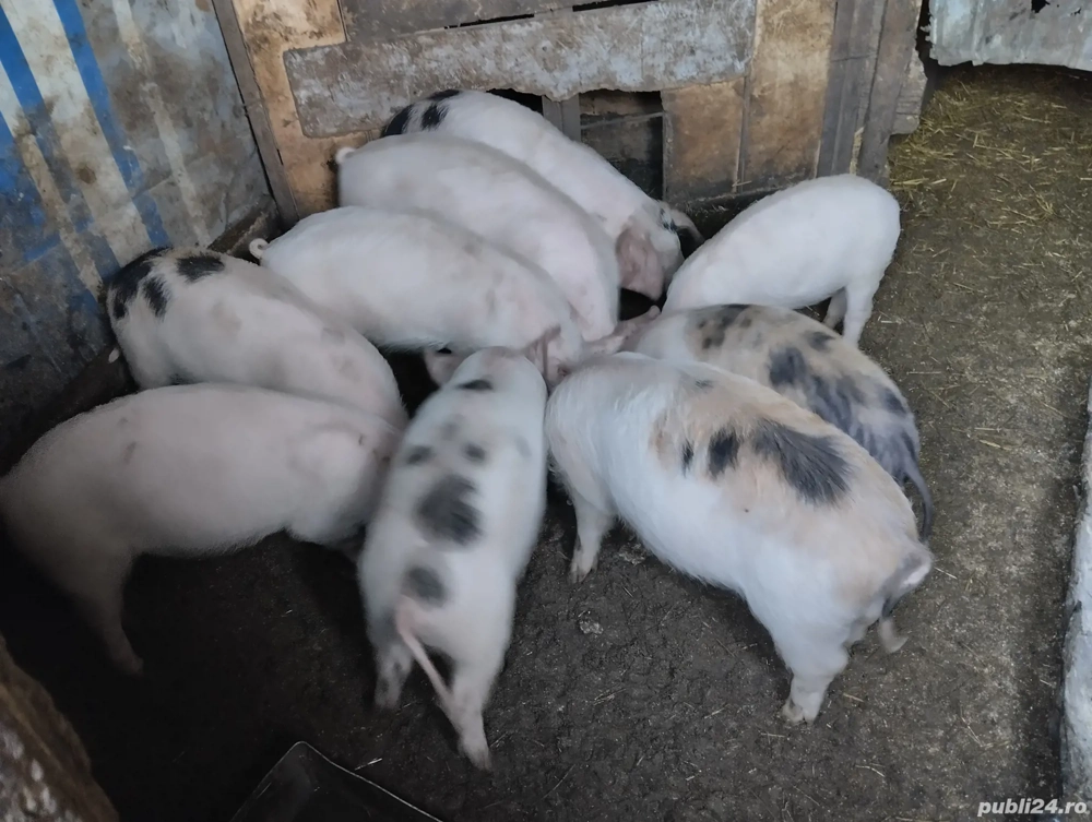 Căutăm stăpân! Sat Rași.