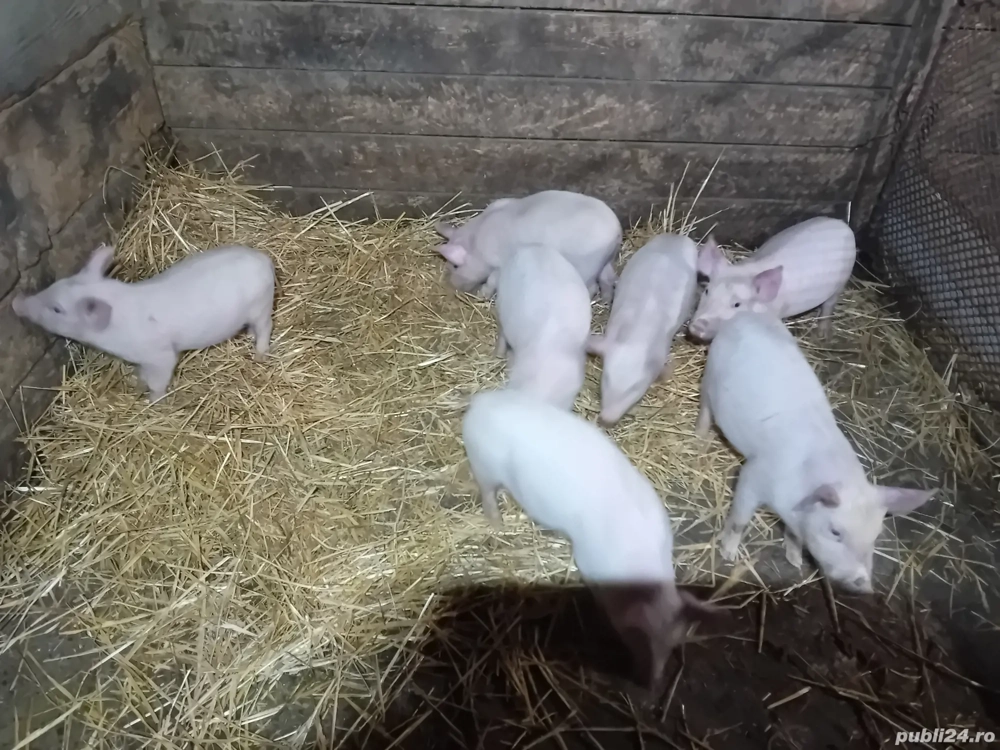 vând 7 purcei de 9 săptămâni 