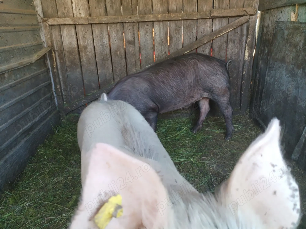 Porci Duroc x Pietrain 150-160 viu sau carcasa
