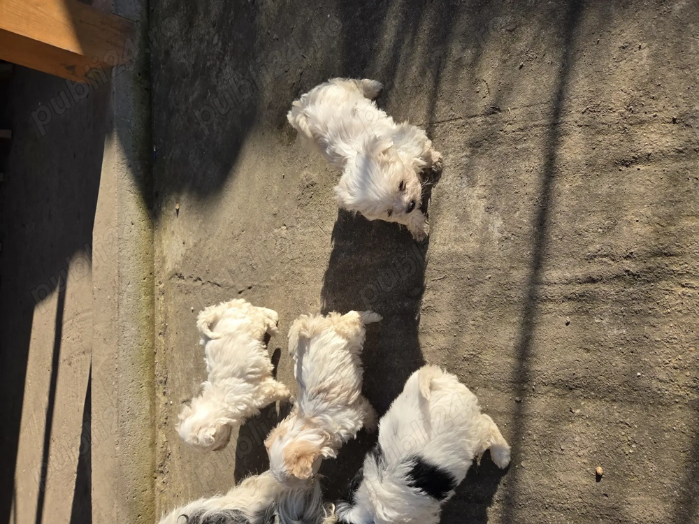 Bichon pui o pereche disponibila