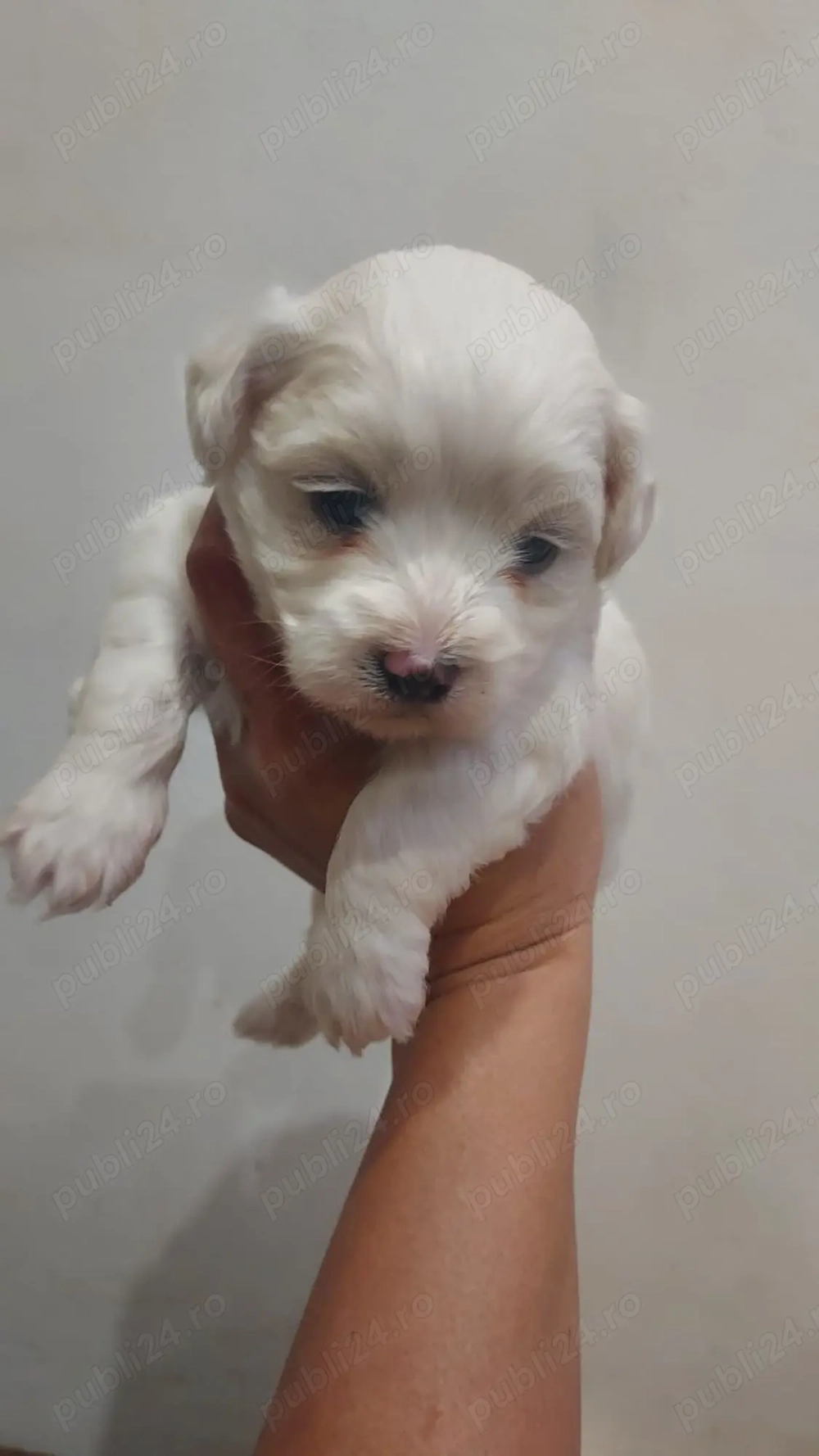 Vând pui,baietel Bishon Maltez pitic