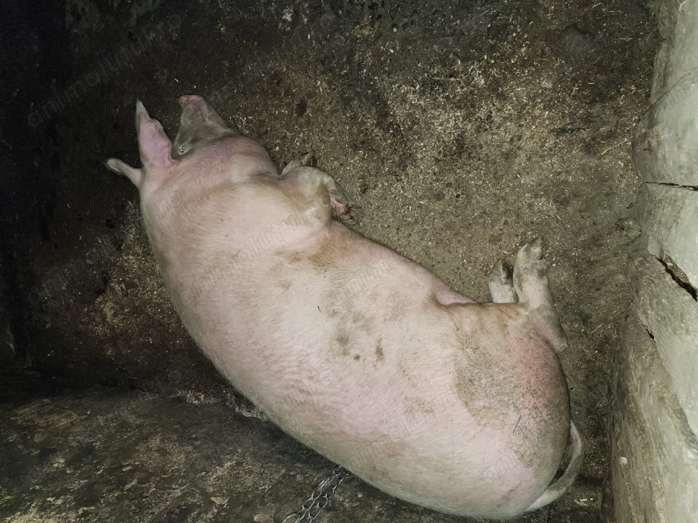 Porc de vânzare........