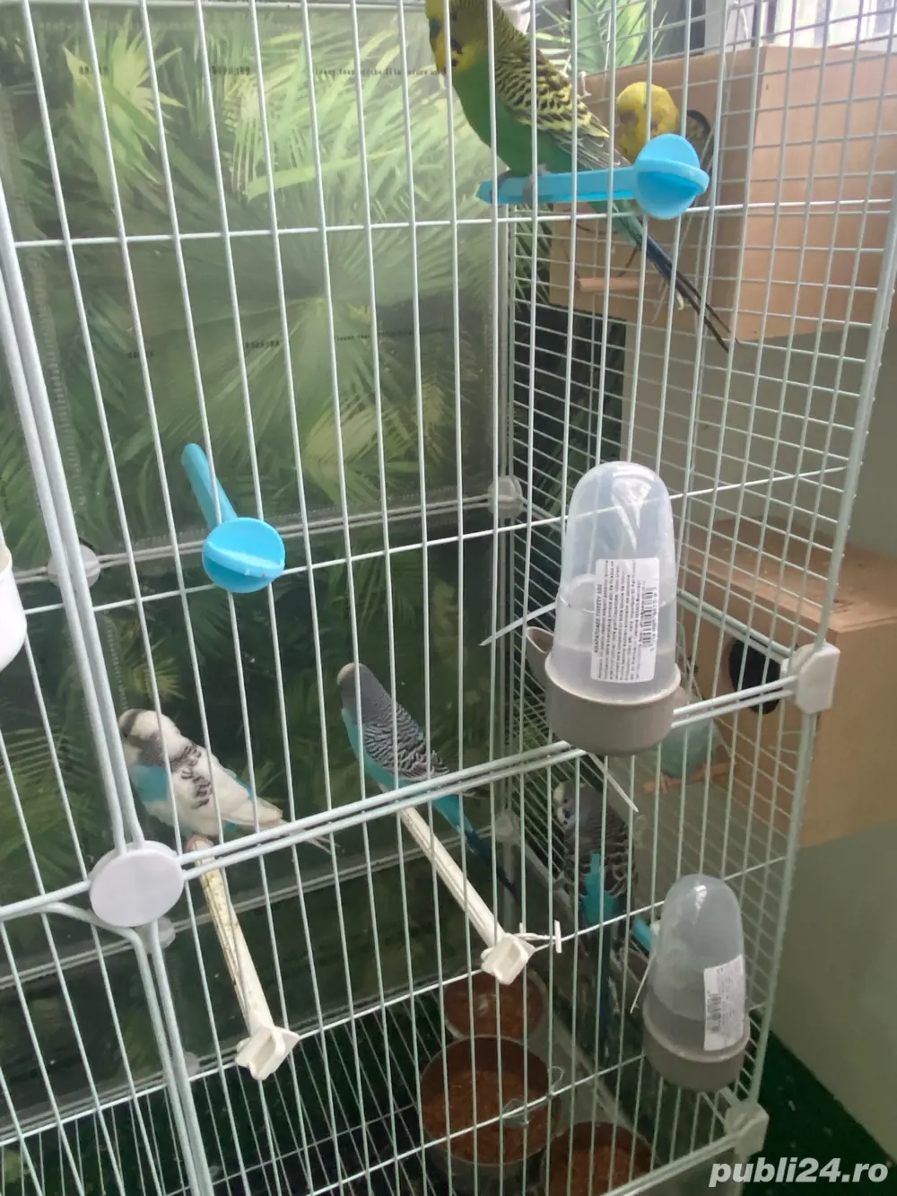 Vand Papagali Perusi