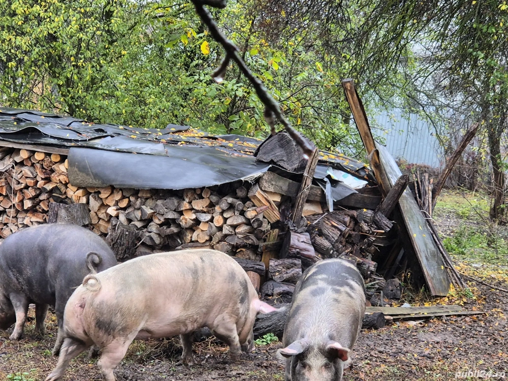 vand porc hranit cu graunte