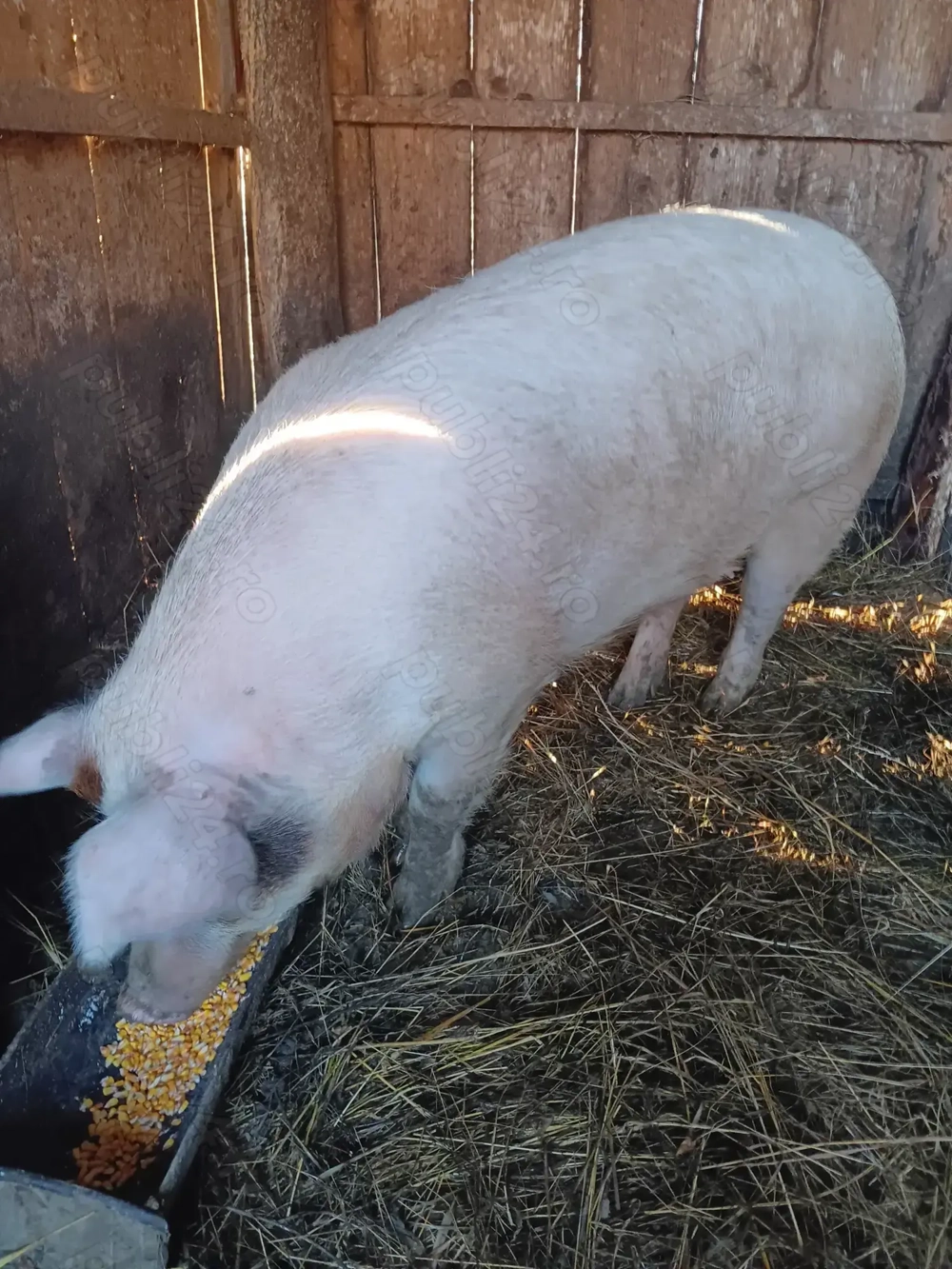 Vând scroafă metis de duroc
