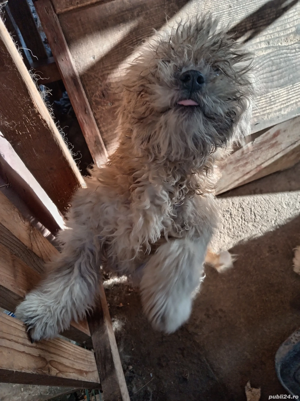 bishon de vânzare baiat 