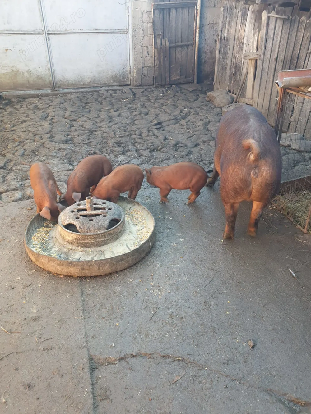 Vând purcei duroc rasa pura