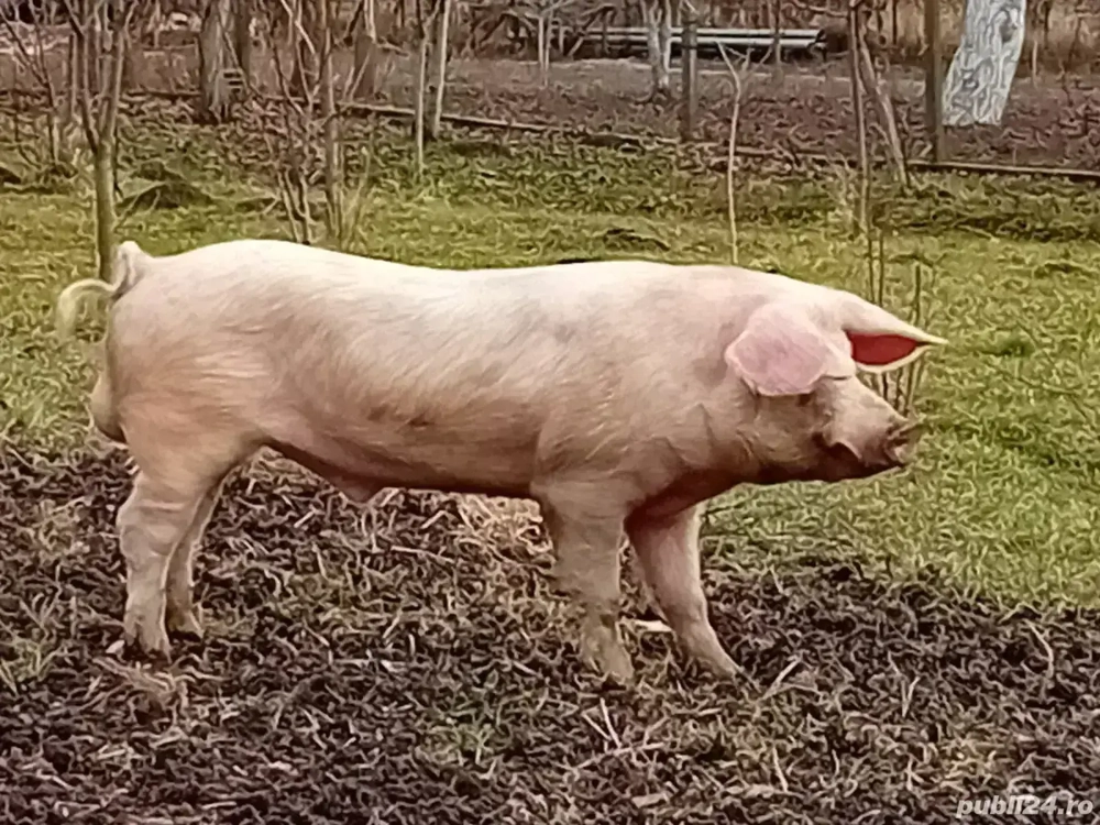 porci si purcei la pret negociabil