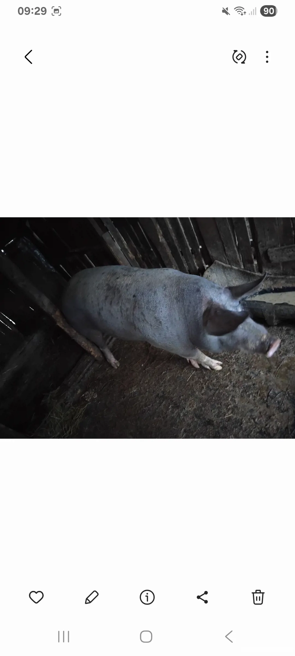 Vânzare de porc  2025