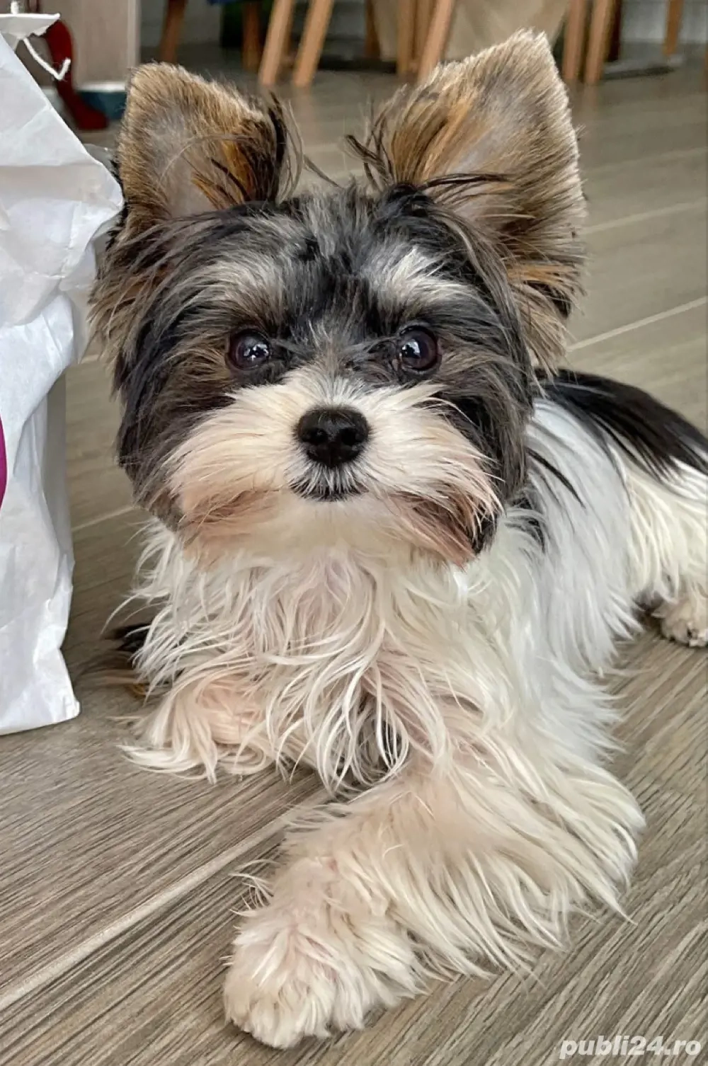  Yorkshire Biewer mini 