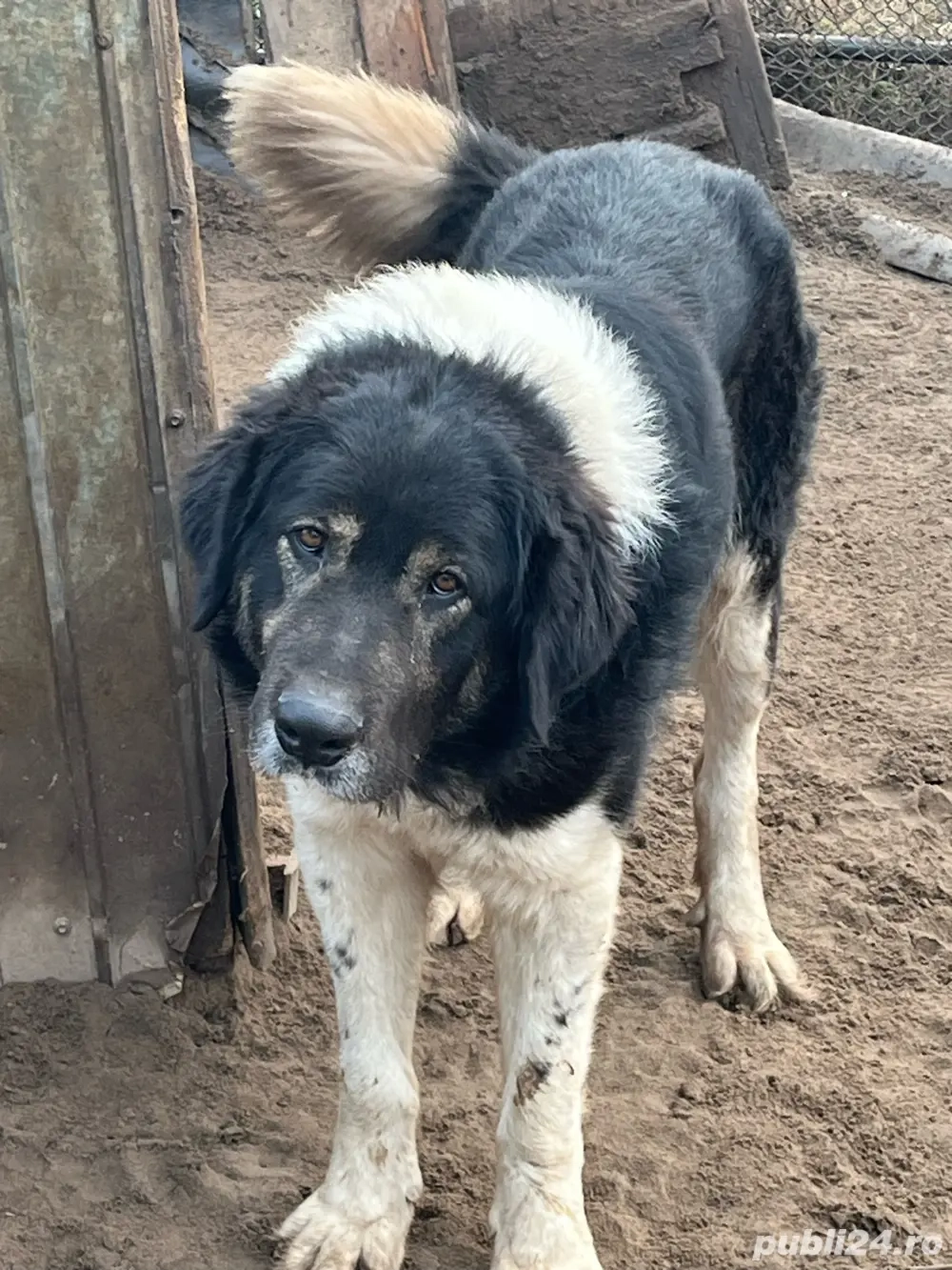 Câine de vânzare. Ciobănesc de Bucovina