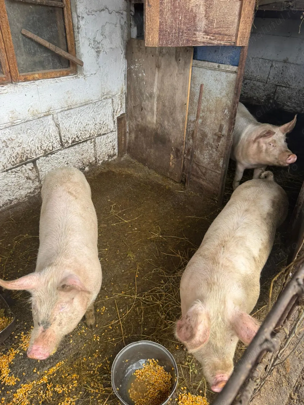 Vând porci de rasă bună 