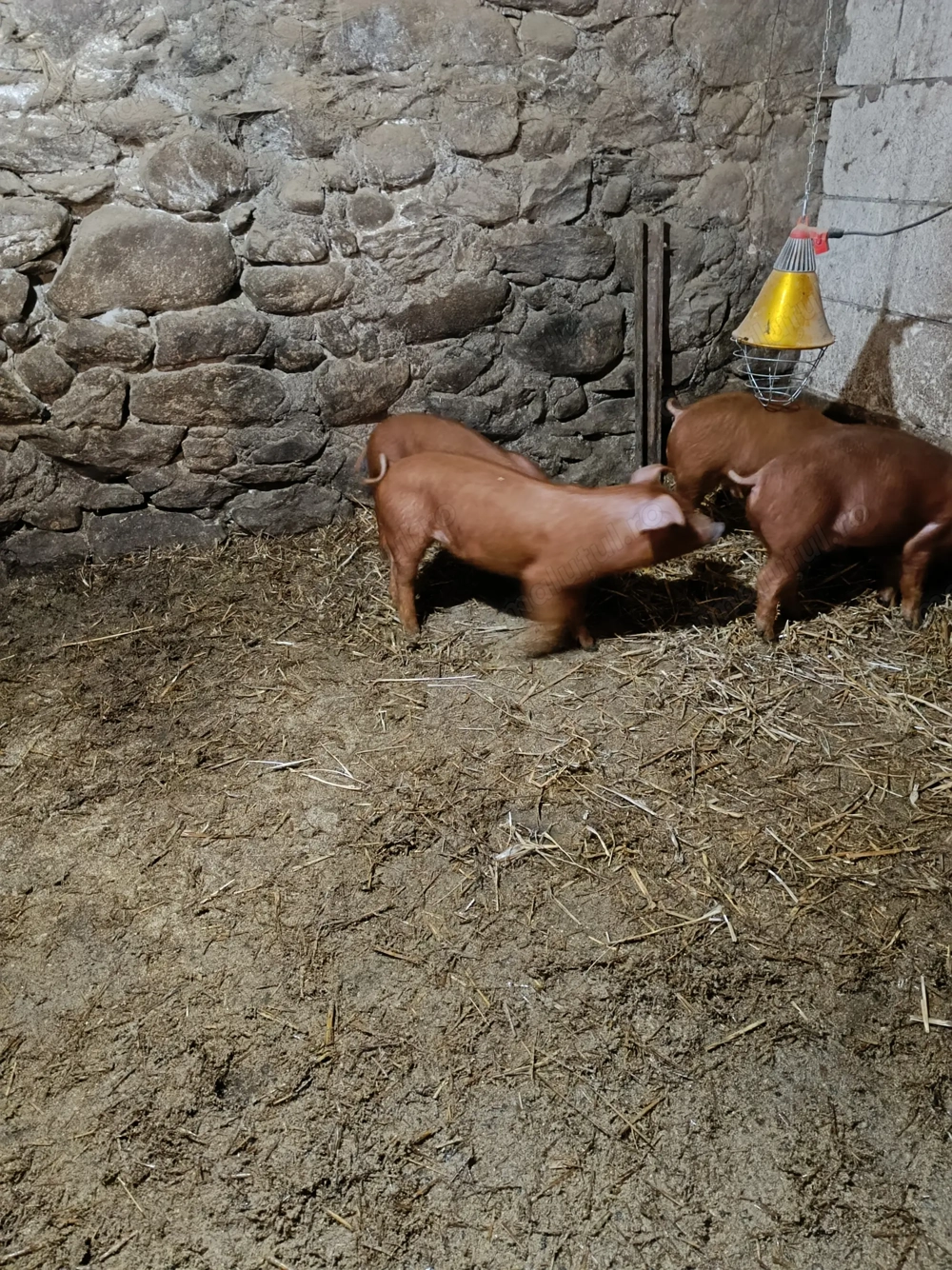 Purcei duroc de vanzare 