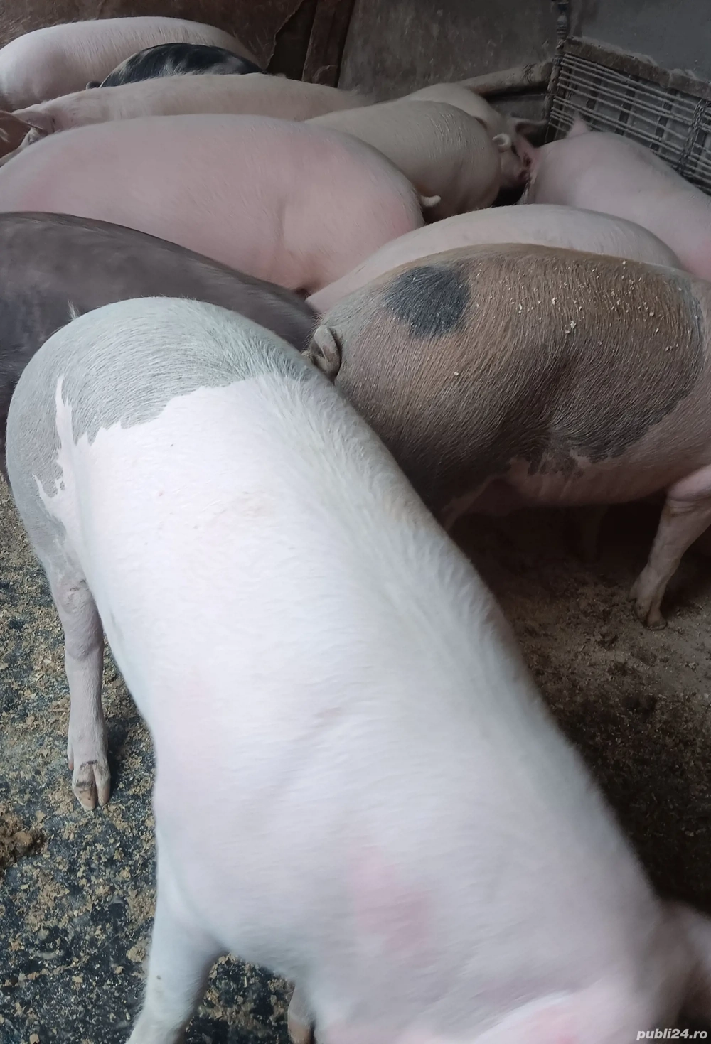 vand porci 100-200kg