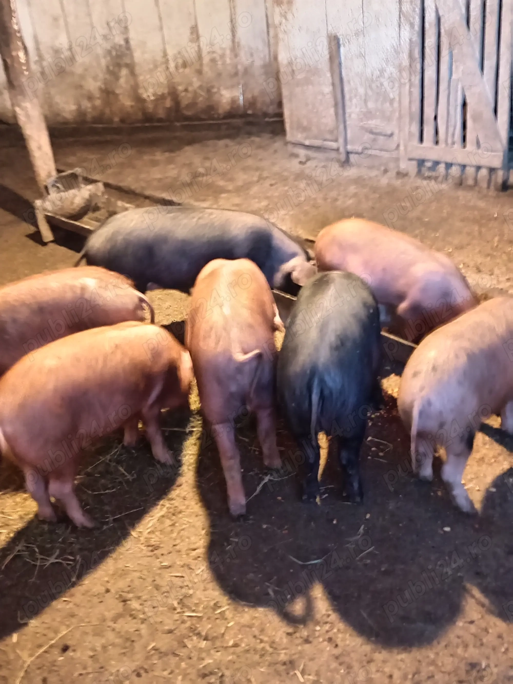 Șoldănei frumoși disponibili 