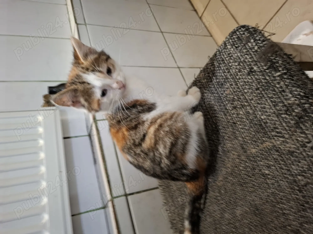 Pisicuta cauta stapan